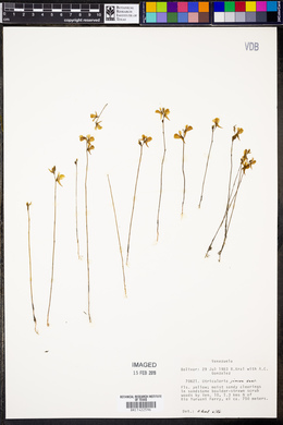 Utricularia juncea image