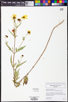 Bidens aristosa image