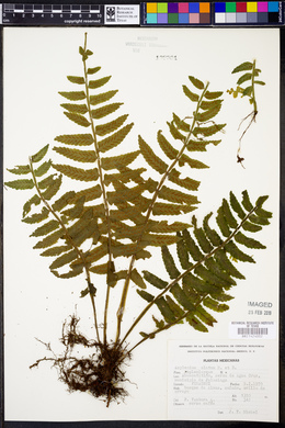 Asplenium alatum image