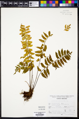 Asplenium auriculatum image