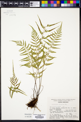 Asplenium fragrans image