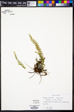 Asplenium resiliens image