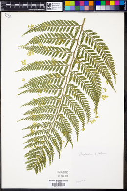 Asplenium bulbiferum image