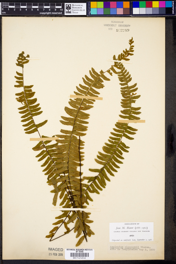 Asplenium claussenii image