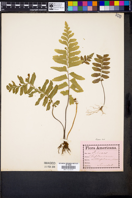 Asplenium cultrifolium image