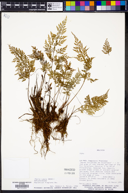 Asplenium fragrans image