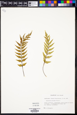 Asplenium polyodon image