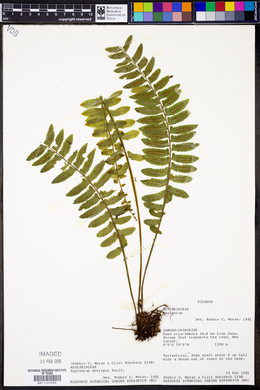 Asplenium pteropus image