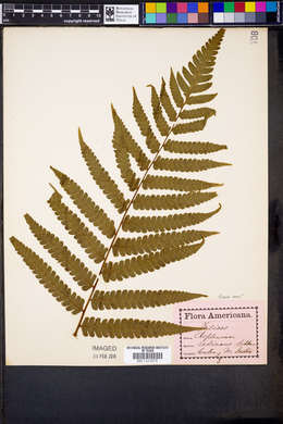 Asplenium radicans image