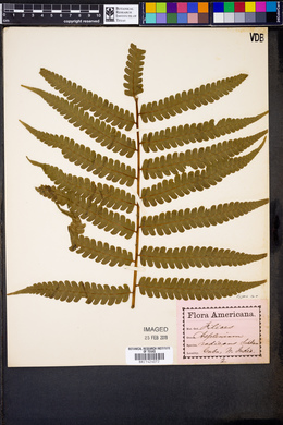 Asplenium radicans image