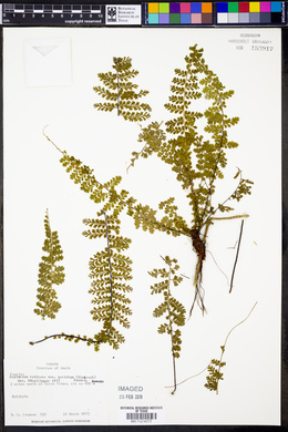 Asplenium radicans image