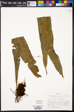 Asplenium serratum image