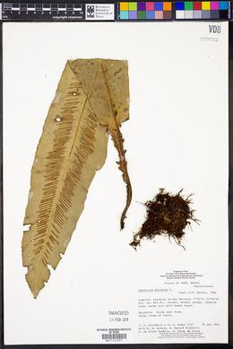 Asplenium serratum image