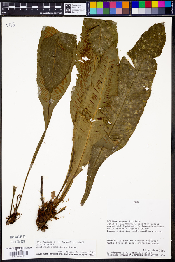 Asplenium stuebelianum image