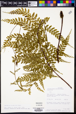 Asplenium uniseriale image