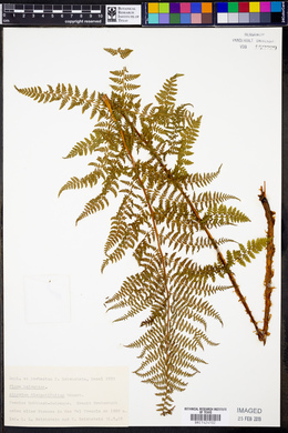 Athyrium distentifolium image