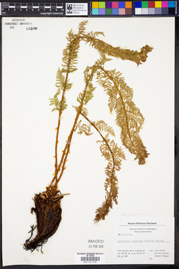 Athyrium alpestre image