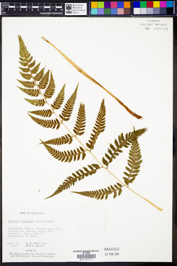 Athyrium skinneri image