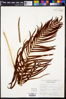 Blechnum falciforme image