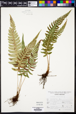 Blechnum occidentale image