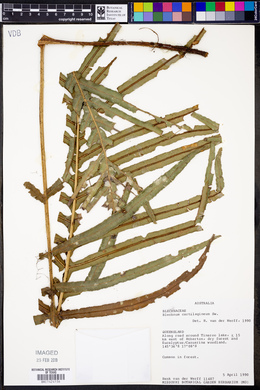 Blechnum cartilagineum image