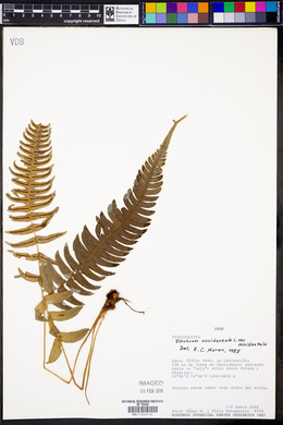 Blechnum occidentale var. occidentale image