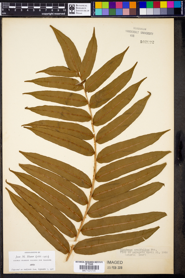 Blechnum ornifolium image