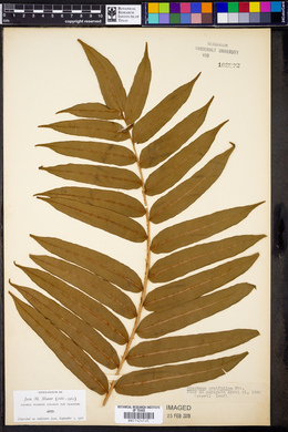Image of Blechnum ornifolium