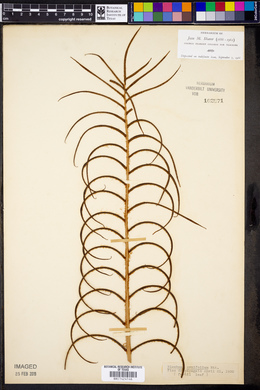 Blechnum ornifolium image