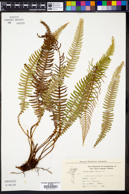 Blechnum spicant image