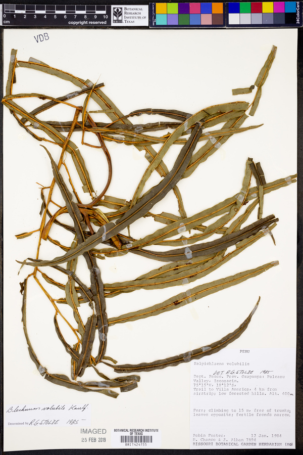 Salpichlaena volubilis image