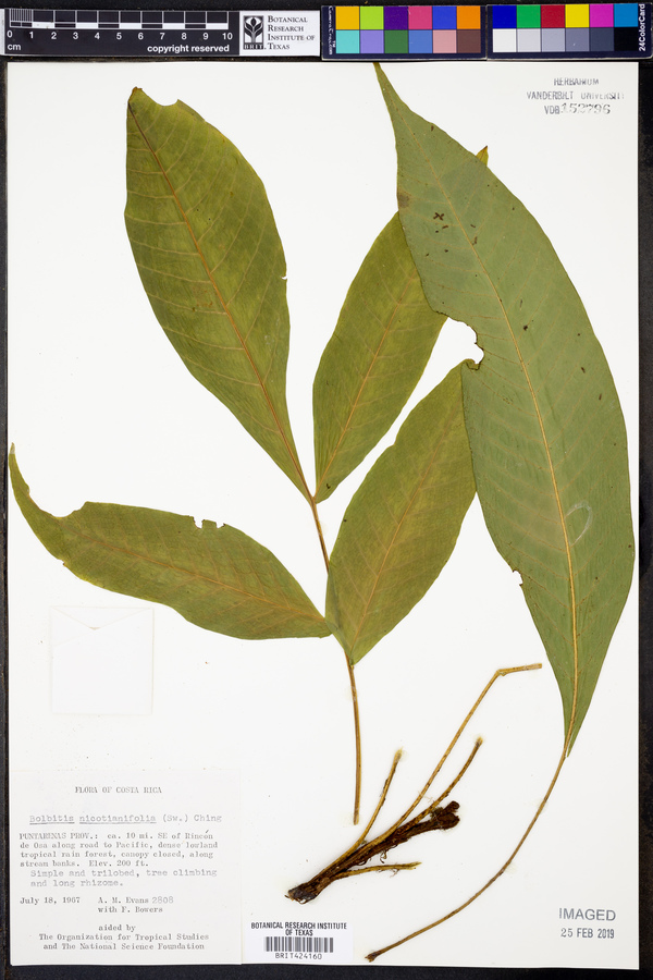 Bolbitis nicotianifolia image