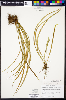 Campyloneurum angustifolium var. angustifolium image