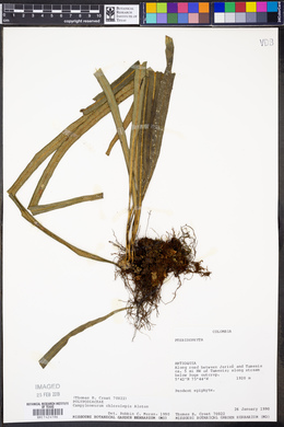 Campyloneurum chlorolepis image