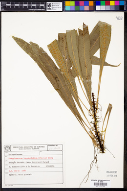 Campyloneurum lapathifolium image