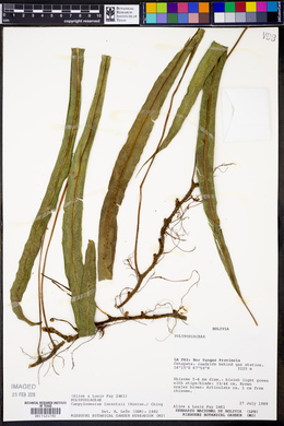 Campyloneurum lorentzii image