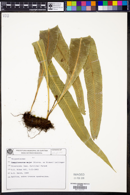 Campyloneurum major image