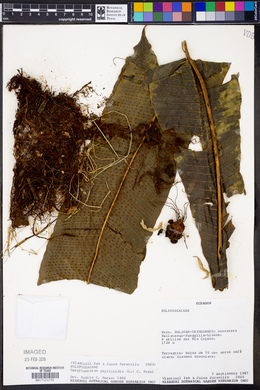 Campyloneurum phyllitidis image