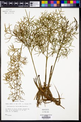 Ceratopteris deltoidea image