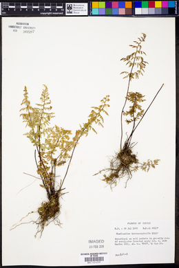 Cheilanthes intramarginalis image