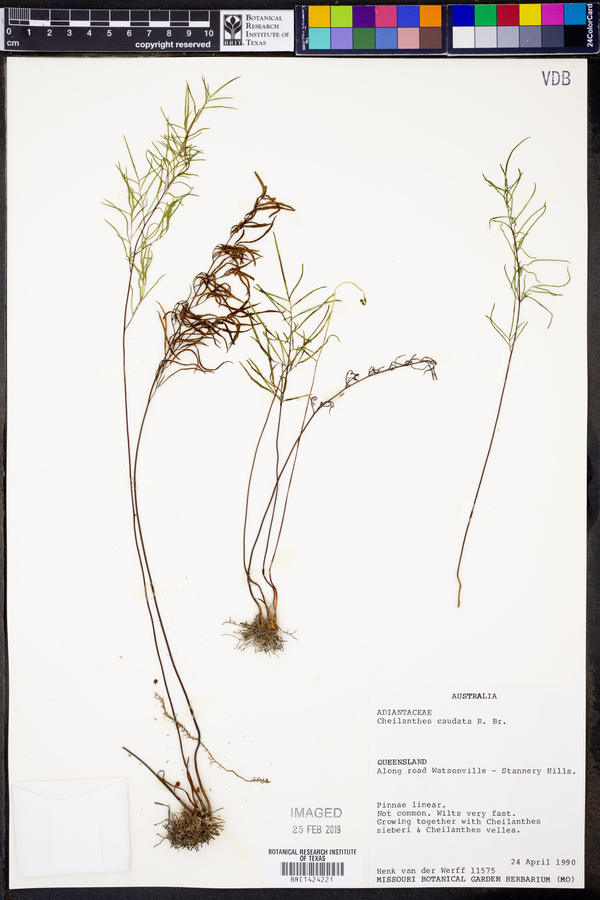 Cheilanthes caudata image