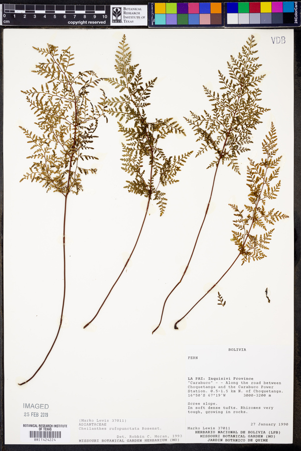 Cheilanthes rufopunctata image