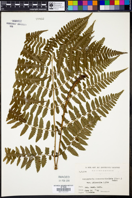 Cornopteris decurrenti-alata image