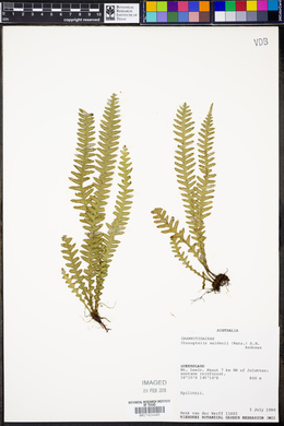 Media resource of Prosaptia maidenii