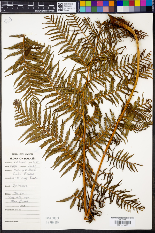 Cyathea dregei image