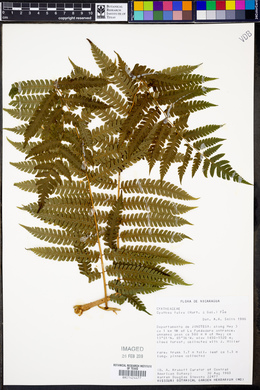 Cyathea fulva image