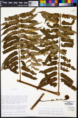 Cyathea kalbreyeri image