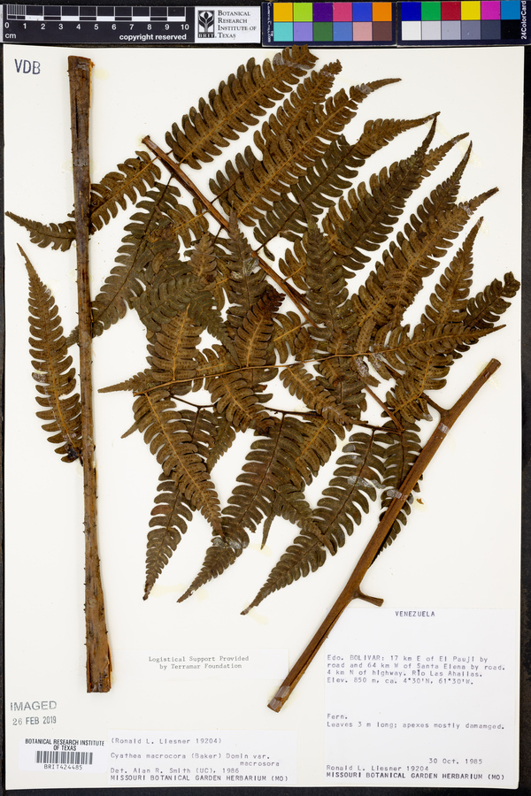 Cyathea macrosora image