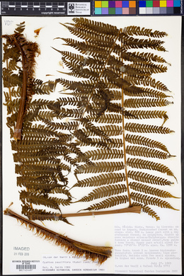 Cyathea pauciflora image