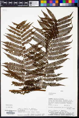 Cyathea pilosissima image